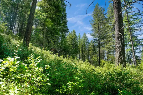 643 Saddlehorn Trail, Bigfork, MT 59911