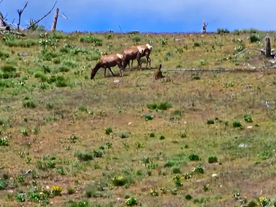 NHN Blind Creek Draw Road, Conner, MT 59827 - #3