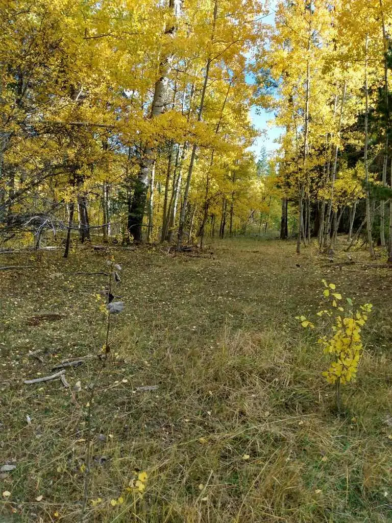 NHN Hoover Creek Road, Helmville, MT 59843 - #3