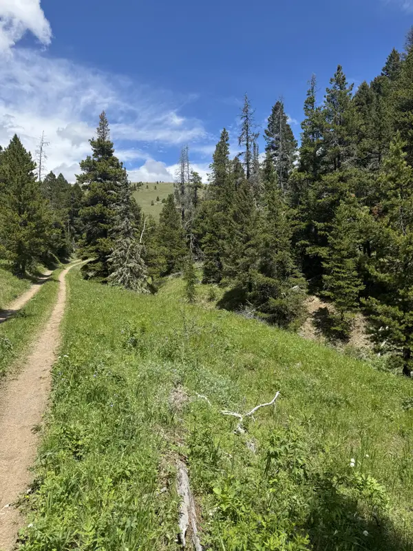 NHN Codette Creek Road, Lincoln, MT 59639