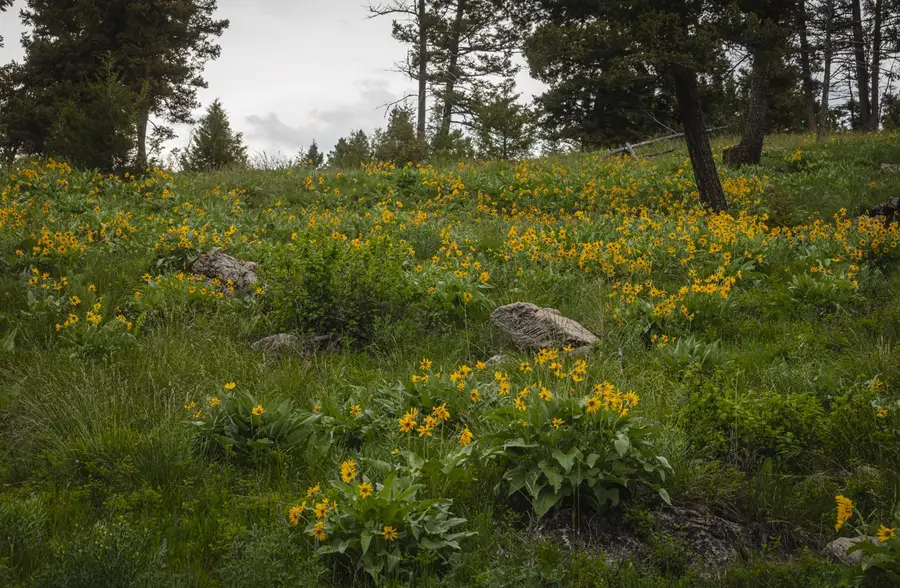 5 Tract, Garnet Range, Drummond, MT 59825 - #2