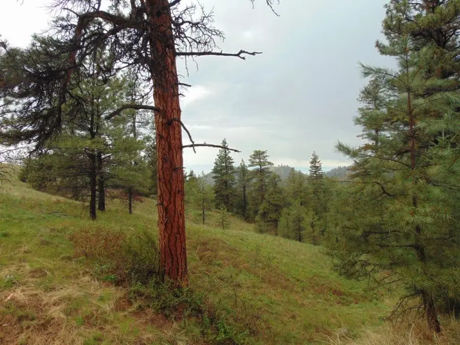 TBD Shady Springs, Cascade, MT 59421 - #2