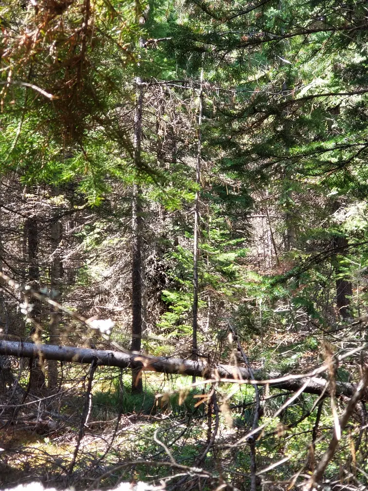 Tract 4 Nine Mile Road, Huson, MT 59846 - #3