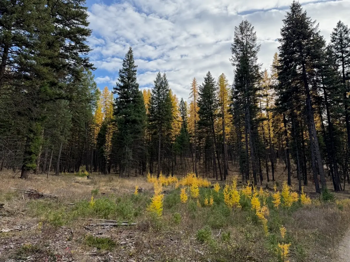 nhn Meadow Creek Road, Fortine, MT 59918 - #1