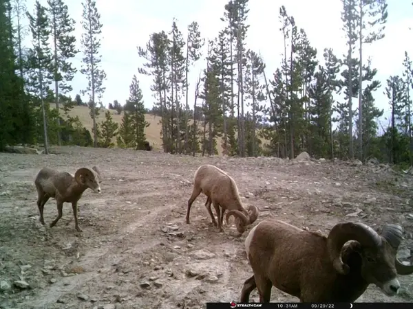 Anna Indian Creek Road, Townsend, MT 59644