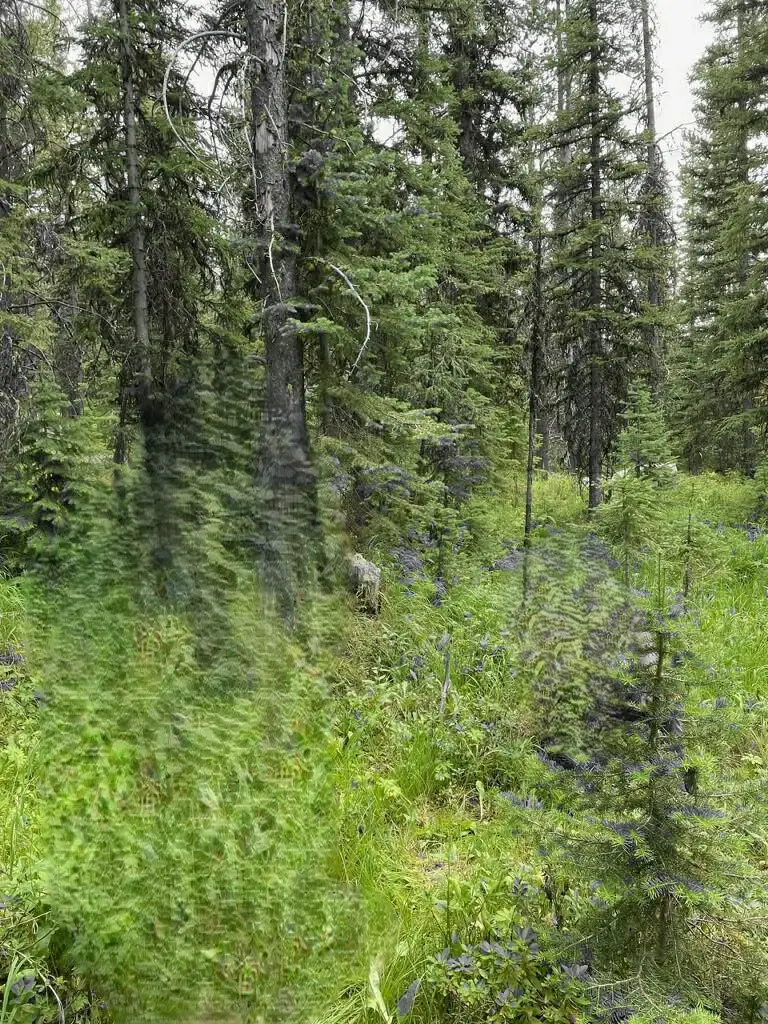 NHN Michael Davitt And The Kan Lode Granite Mining Road, Philipsburg, MT 59858 - #3