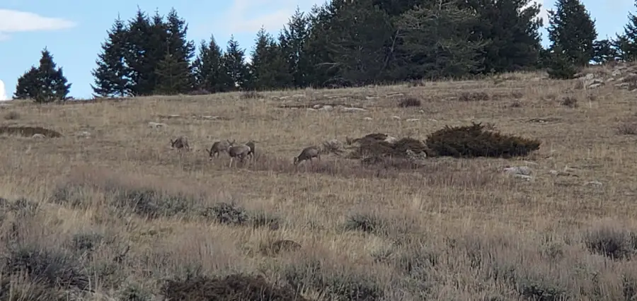 TBD Logging Creek Road, Monarch, MT 59463 - #3