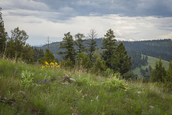 10 & 11 Bull Elk, Drummond, MT 59832