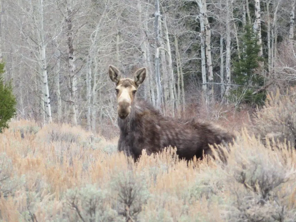 NHN North Camp Creek Road, Butte, MT 59701 - #1