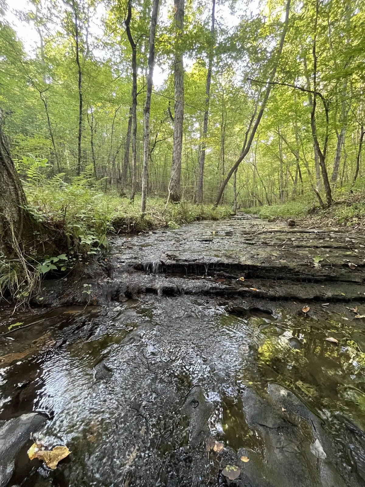 481 Hillbrook Dr, Linden, TN 37096 - Image #1