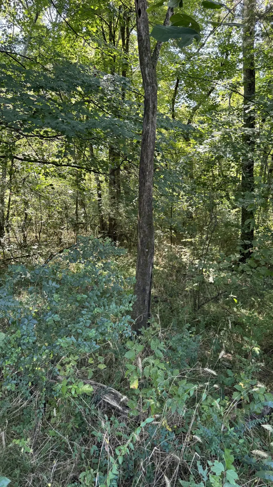 8322 Horton Hwy, College Grove, TN 37046 - Image #2