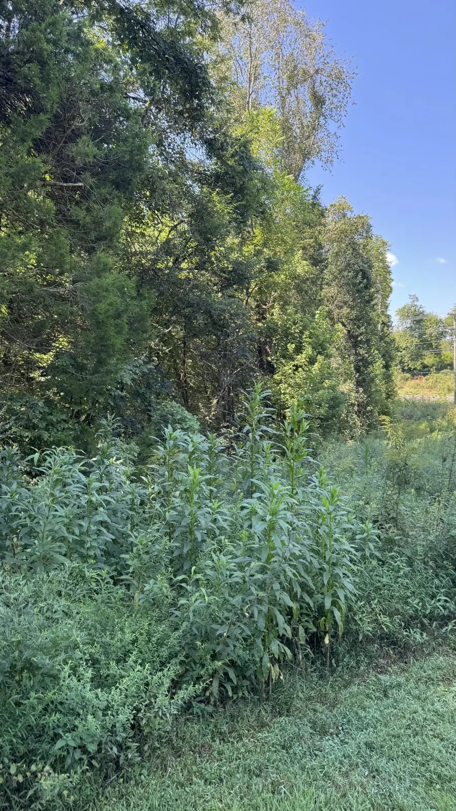 8322 Horton Hwy, College Grove, TN 37046 - Image #3