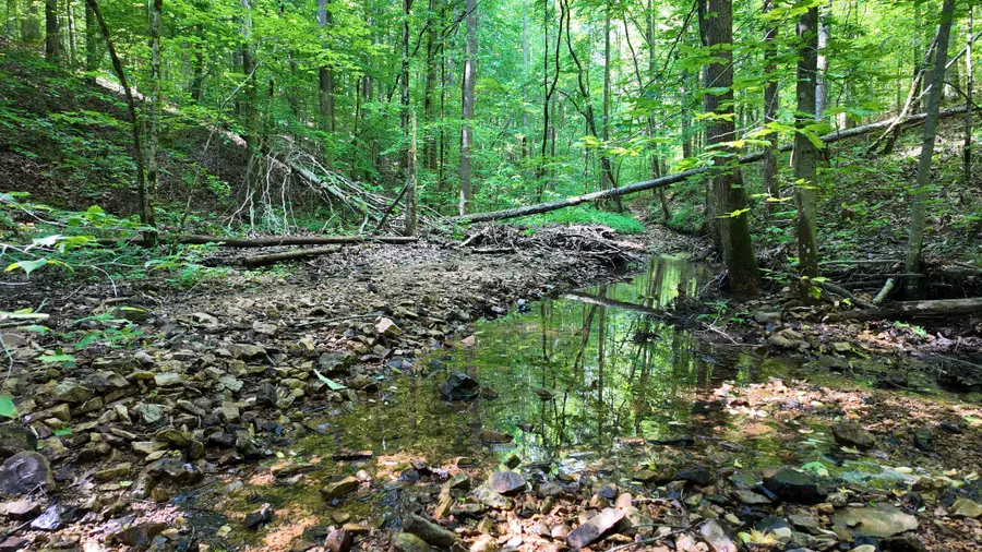 7822 Barnhill Rd, Primm Springs, TN 38476 - Image #3