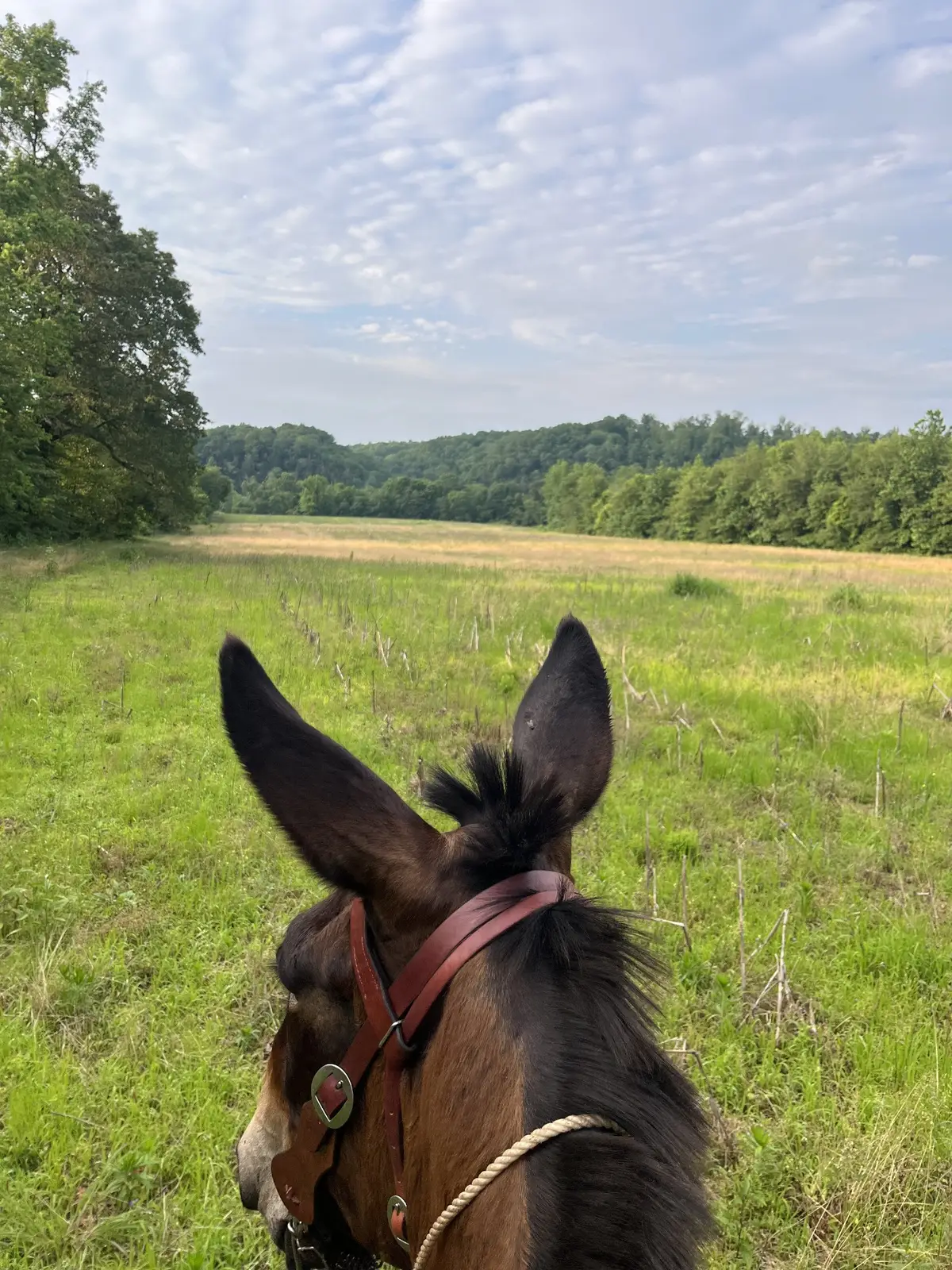 0 Stringfellow Road, White Bluff, TN 37187 - Image #1