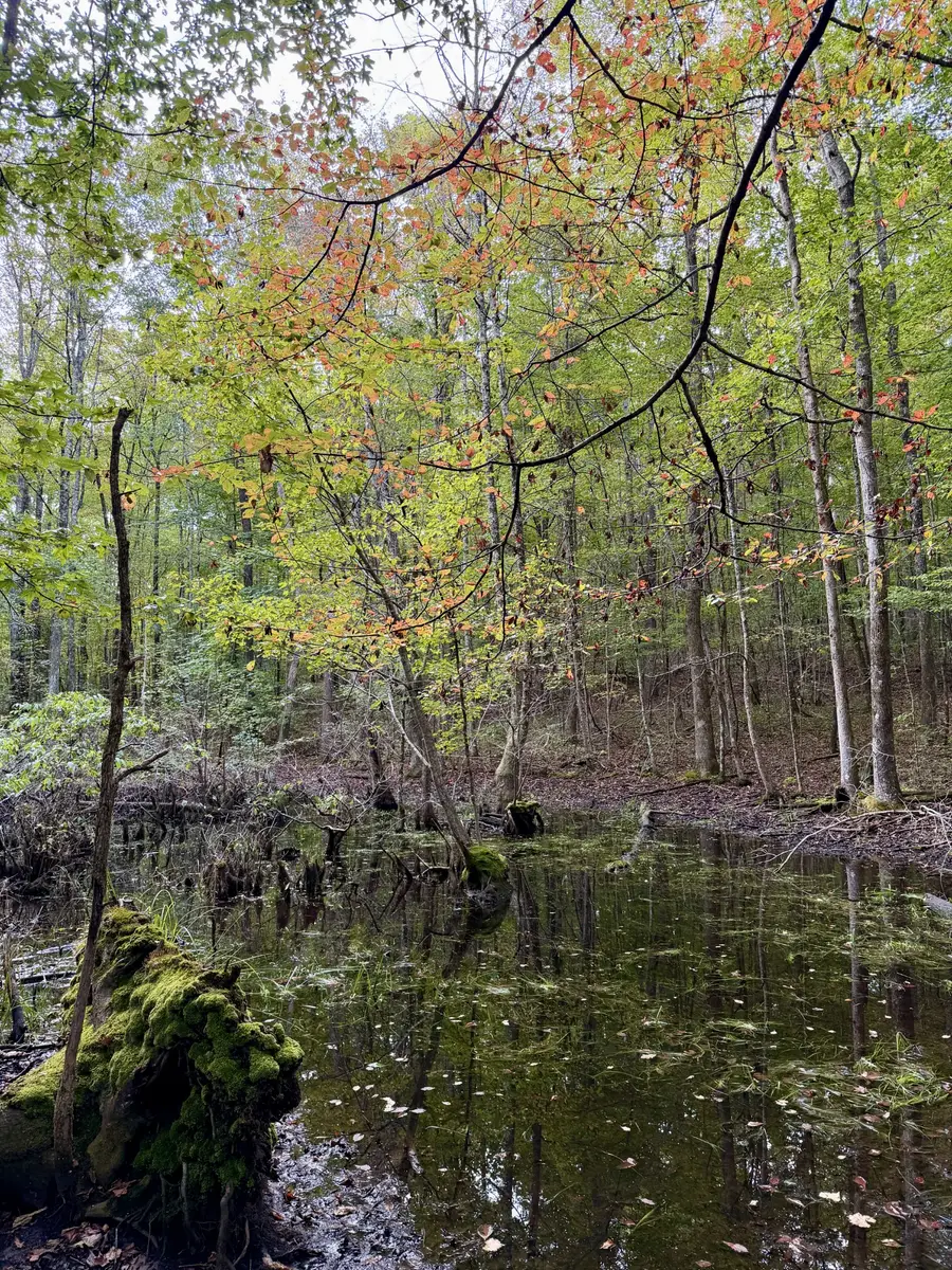 1 Three Forks Rd, South Pittsburg, TN 37380 - Image #2