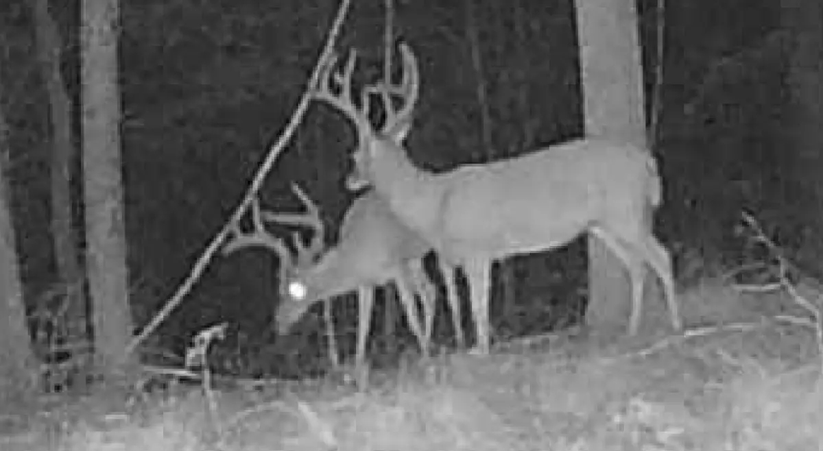 0 Downing Hollow Road, Waynesboro, TN 38485 - Image #1