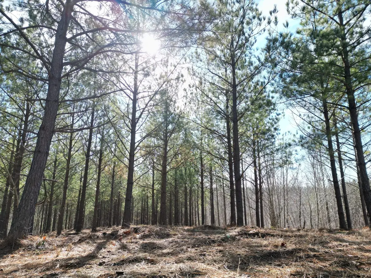 5608 Old Hohenwald Rd, Linden, TN 37096 - Image #1