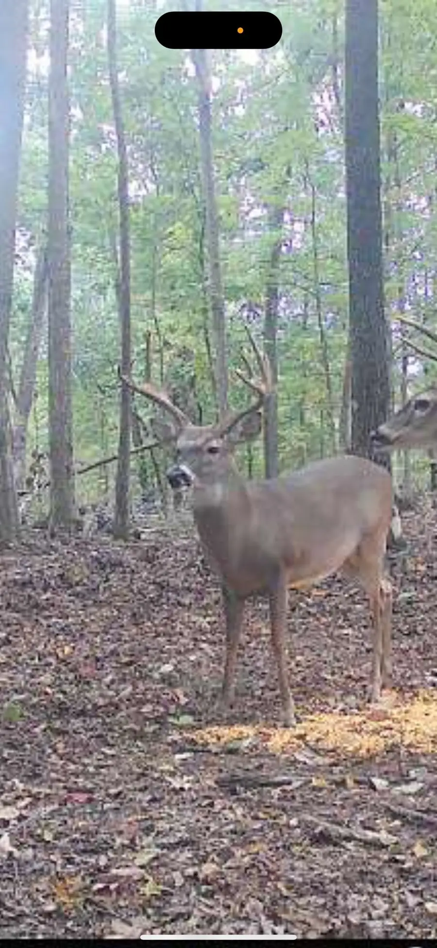 1075 Rose Hill Rd, Pulaski, TN 38478 - Image #2