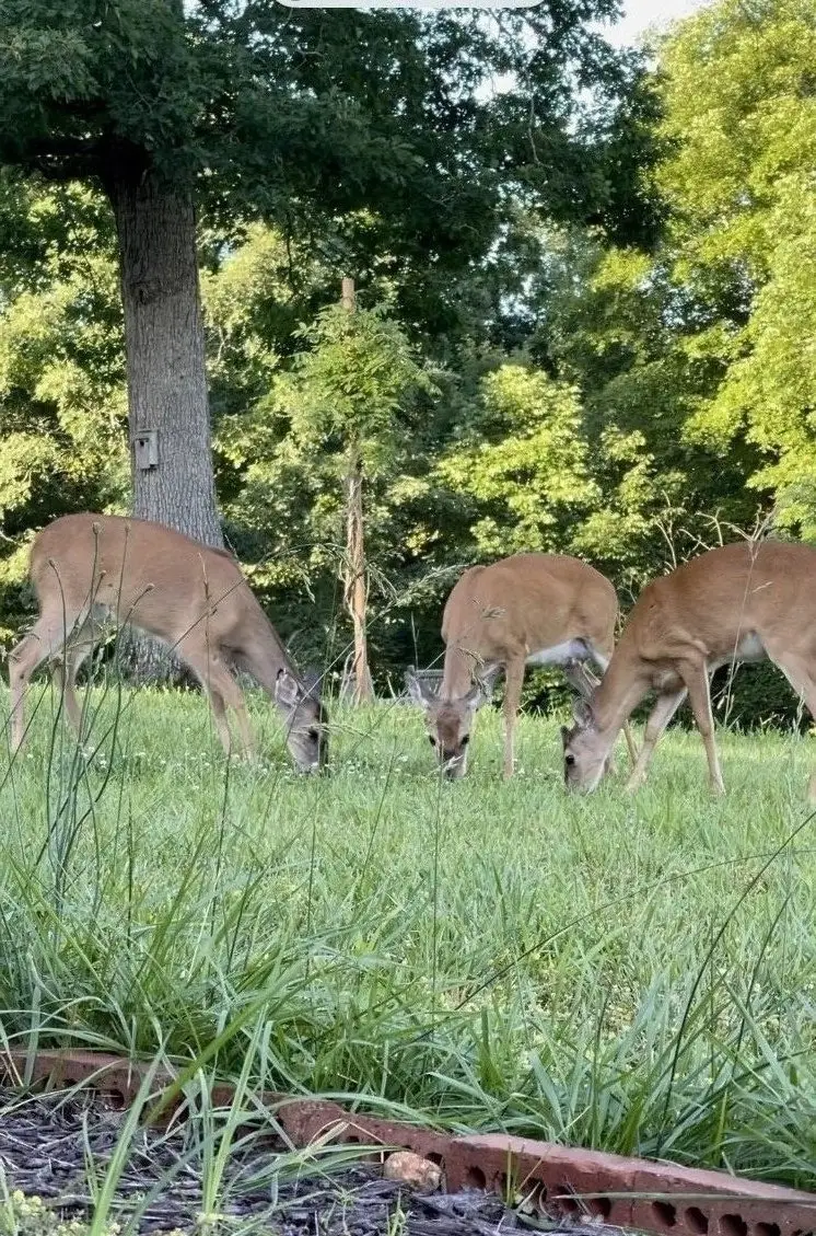 518 Hayes Ridge Rd, Indian Mound, TN 37079 - Image #3