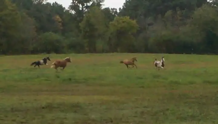 395 Good Hope Rd, Leoma, TN 38468 - Image #3