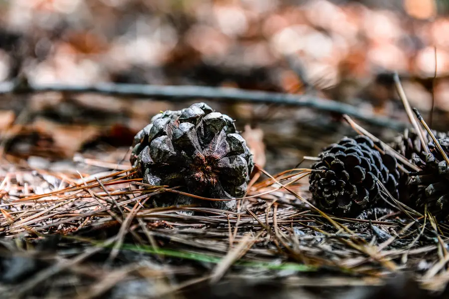 0 Brush Creek Rd, Hohenwald, TN 38462 - Image #2