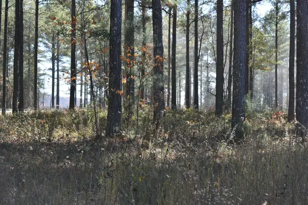 0 Split Rail Way, Guild, TN 37340