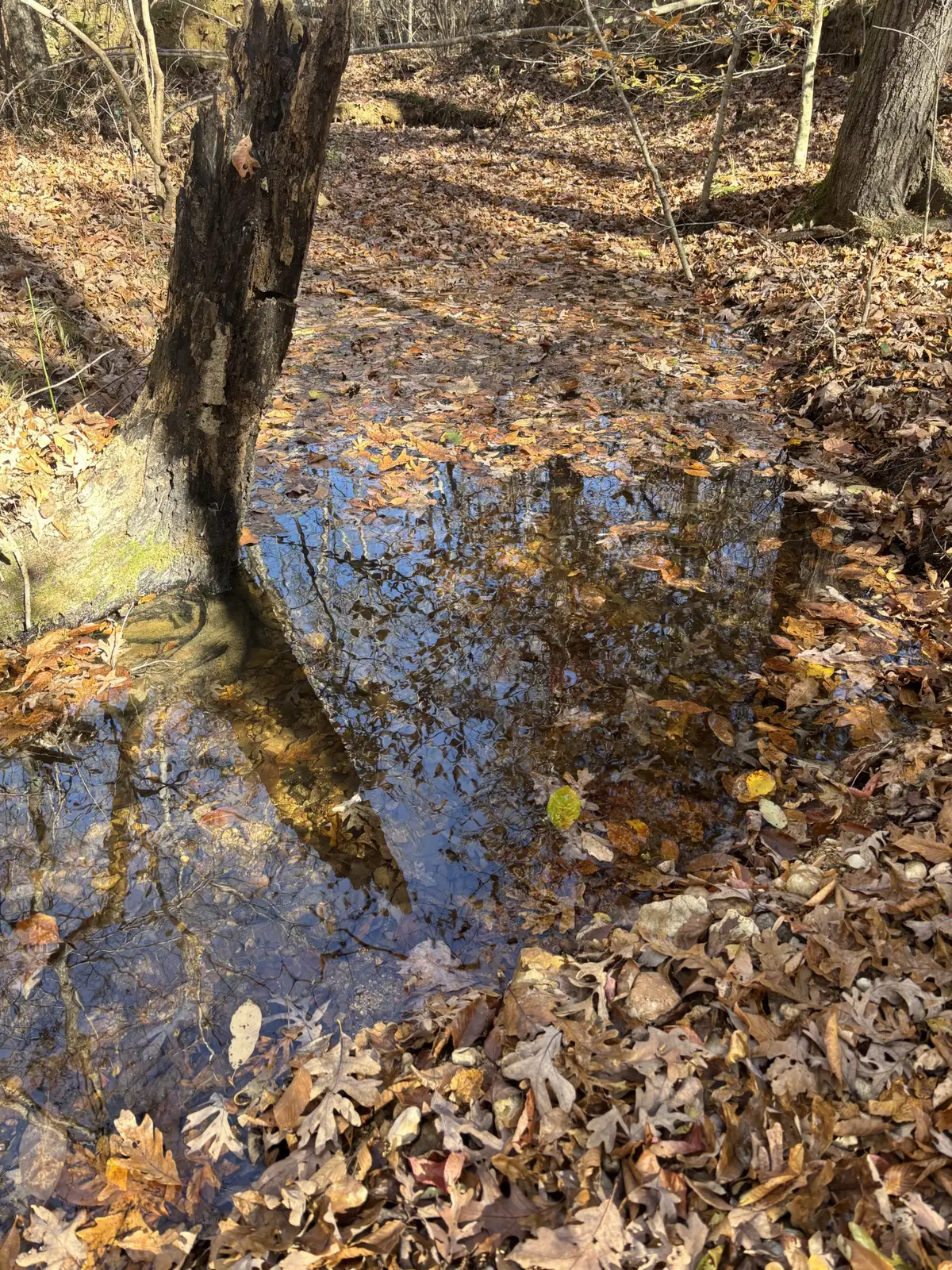 1212 Second Creek Rd, Lutts, TN 38471 - Image #1