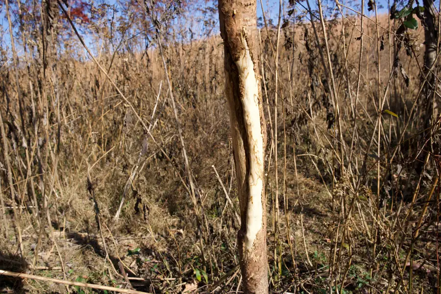 7 West Of Barlow Rd, Rock Island, TN 38581 - Image #2