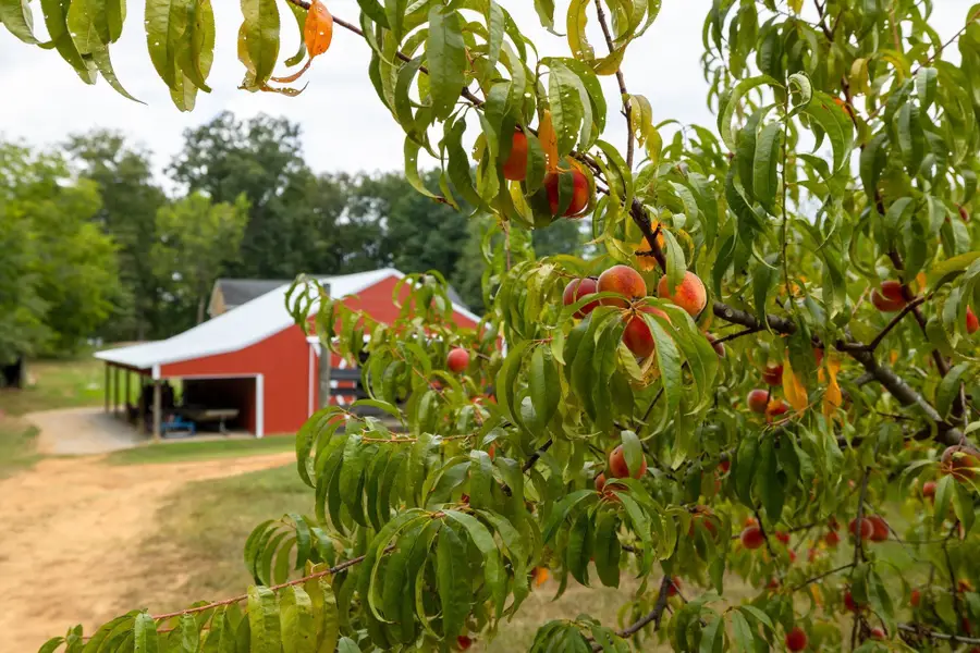 2350 Joe Brown Rd, Spring Hill, TN 37174 - Image #3