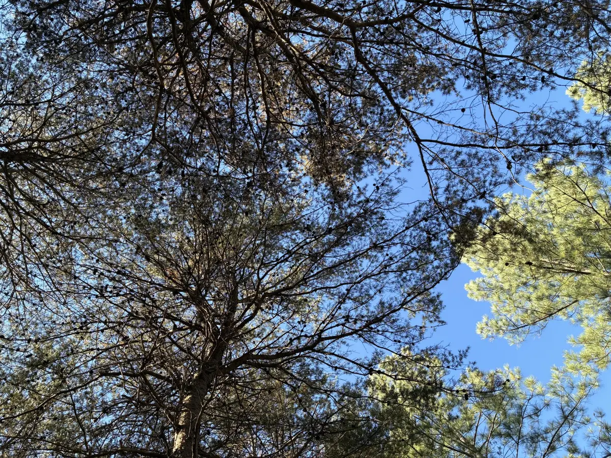 4690 Split Rail Way, Guild, TN 37340 - Image #1