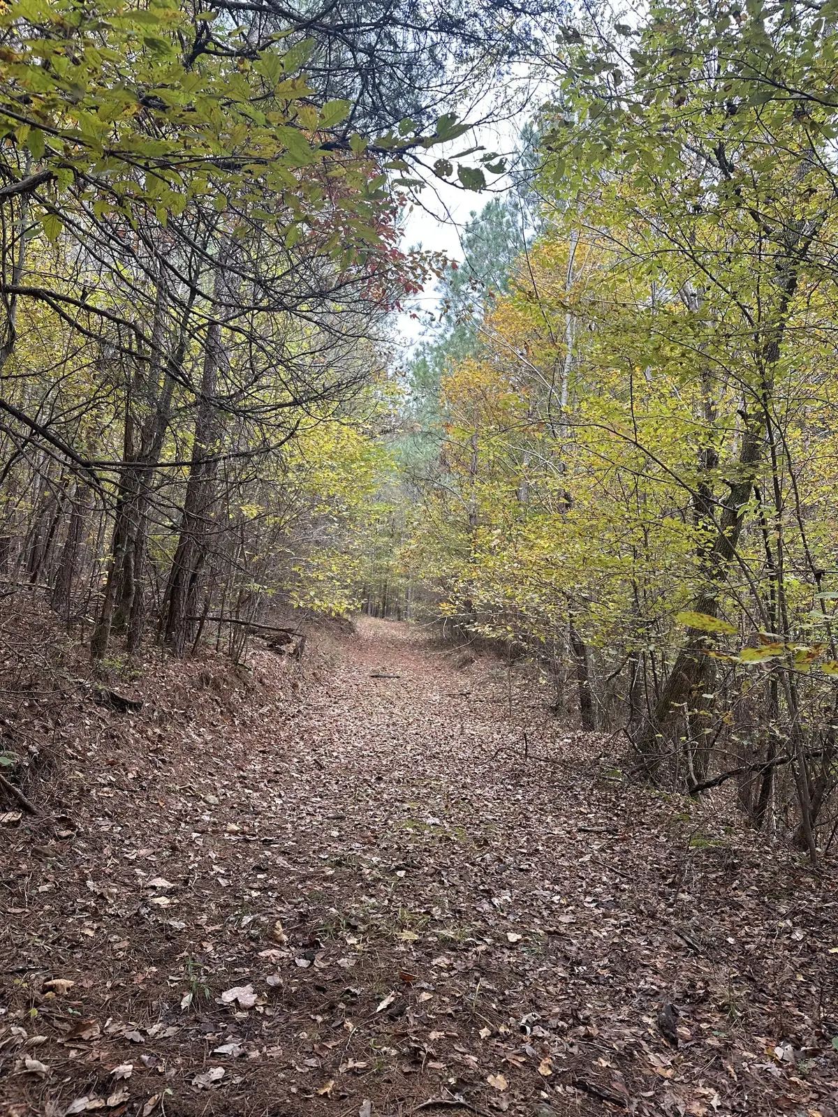 316 Arbor, Linden, TN 37096 - Image #1