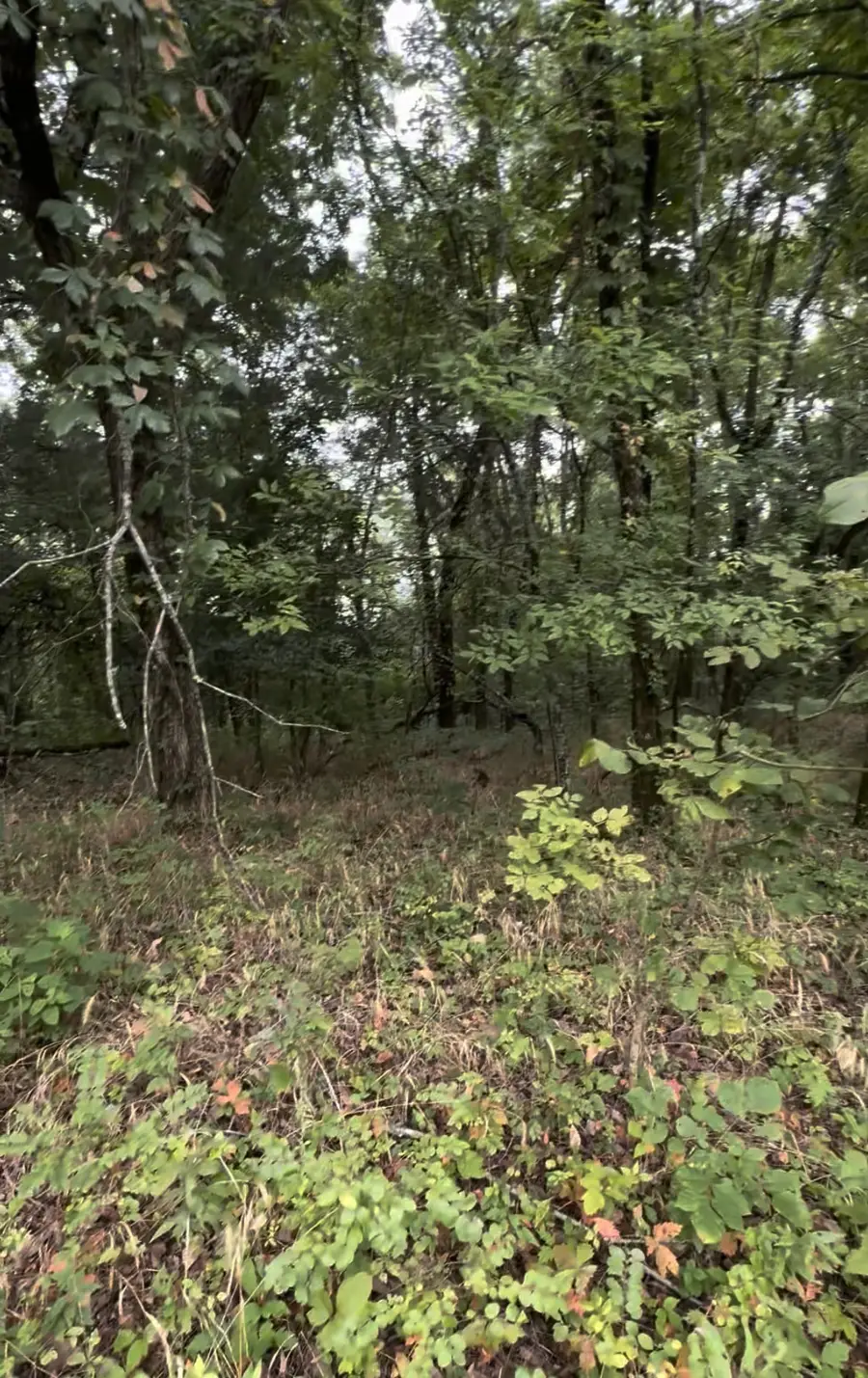 6468 Arno College Grove Rd, College Grove, TN 37046 - Image #3