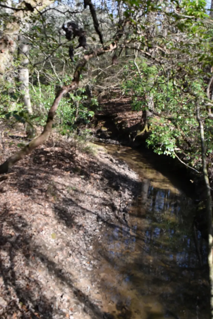 305 Timberwood Trace, Monteagle, TN 37356 - Image #3