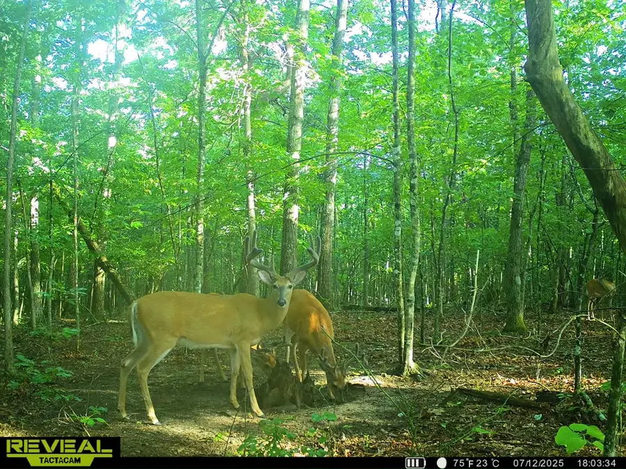 0 Summerfield Rd, Tracy City, TN 37387 - Image #2