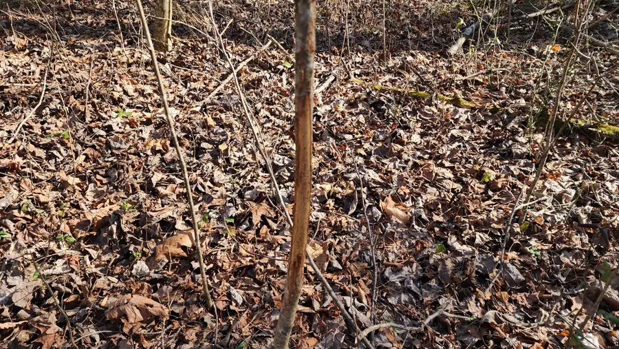 0 Summer Breeze Dr, Smithville, TN 37166 - Image #3