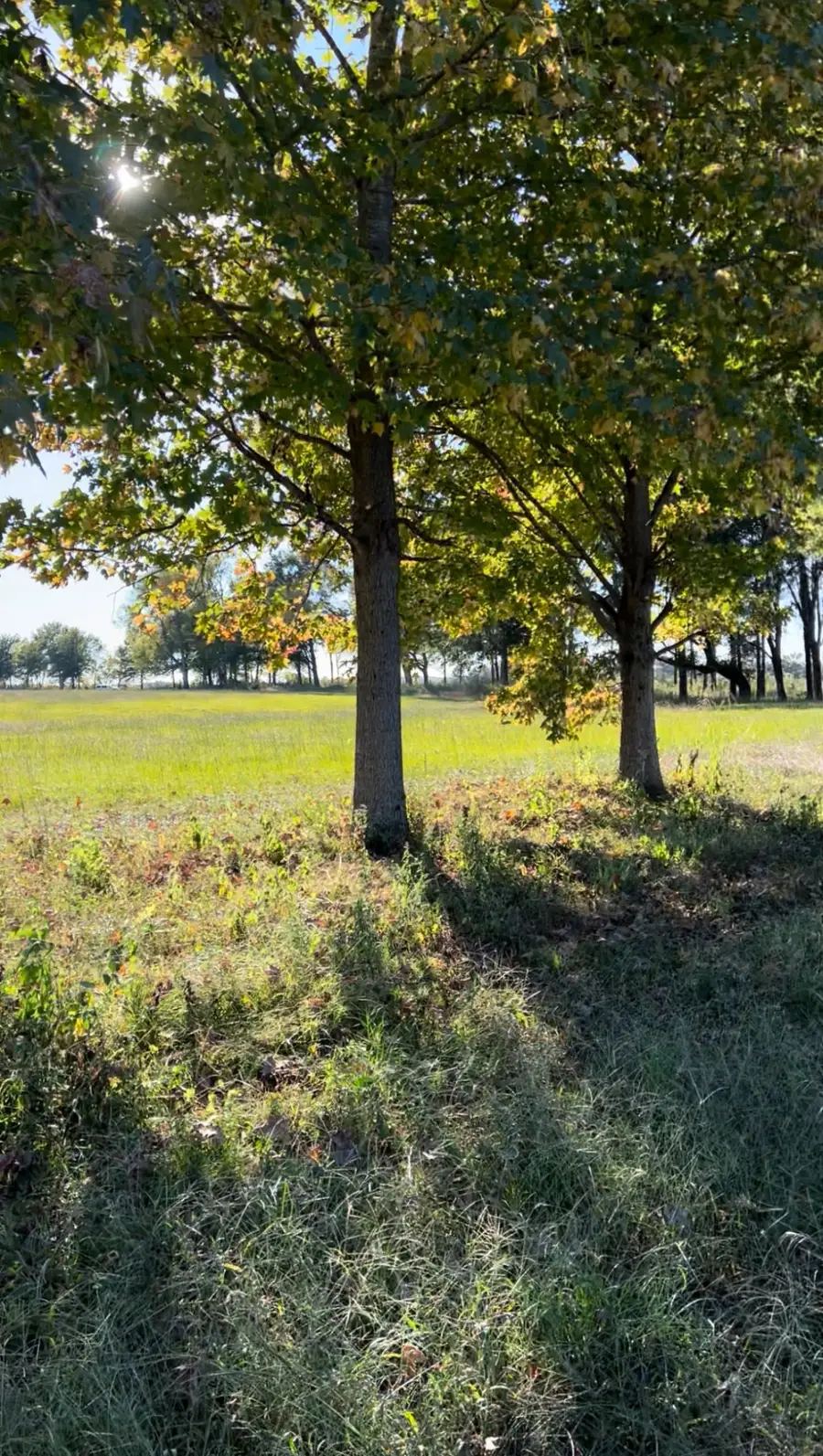 5335 Cravens Rd, Savannah, TN 38372 - Image #3