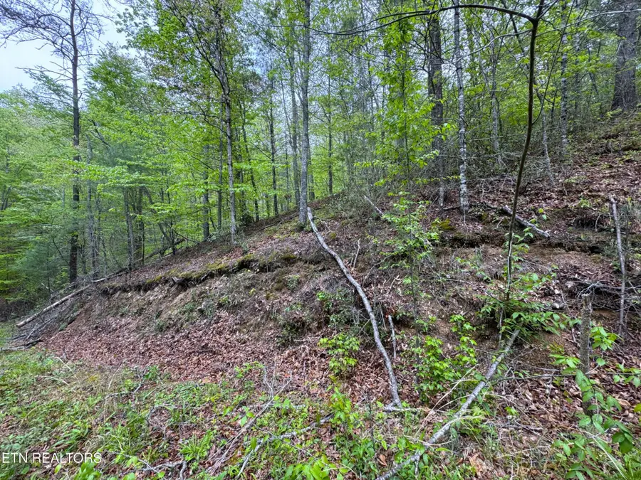 376 Summer House Hollow Rd, Del Rio, TN 37727 - Image #2