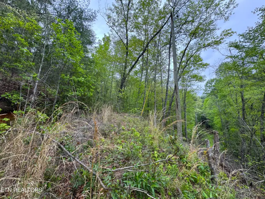 376 Summer House Hollow Rd, Del Rio, TN 37727 - Image #3