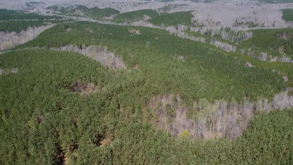 0 Sassafras Stand Ridge Road, Linden, TN 37096