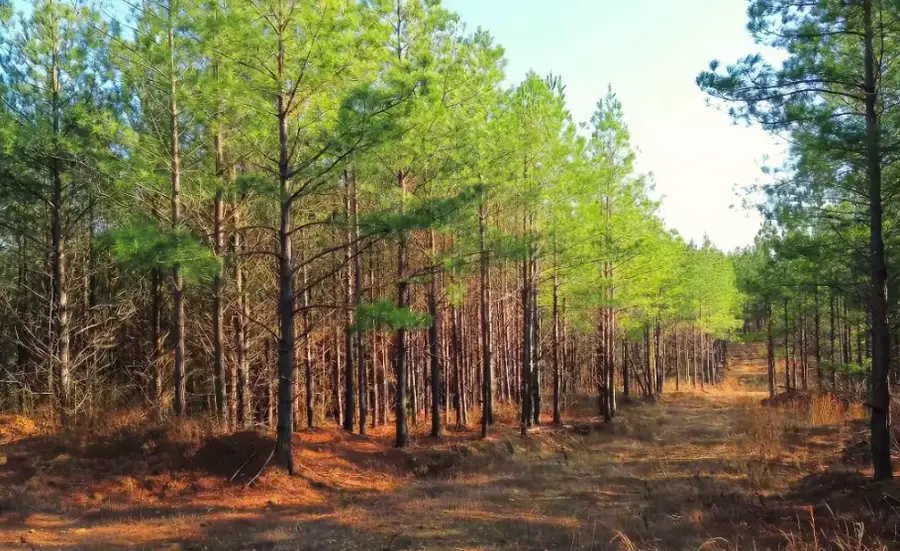 31 Ivy Hollow Ln, Stewart, TN 37175 - Image #2