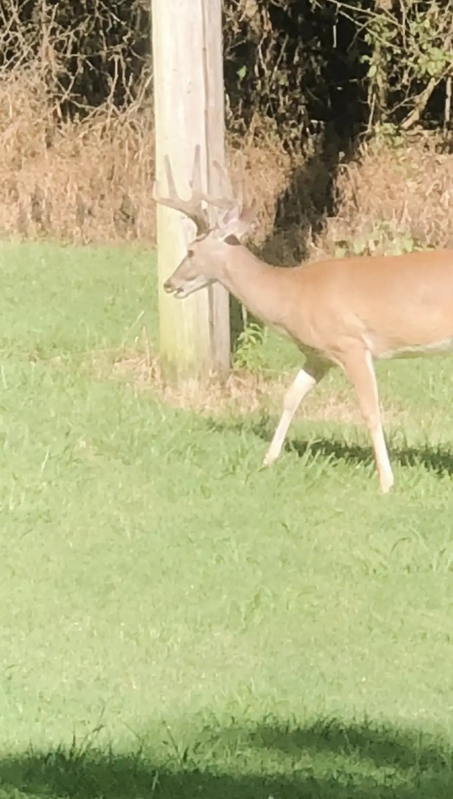 1302 Coosie Branch Rd, Cornersville, TN 37047 - Image #3