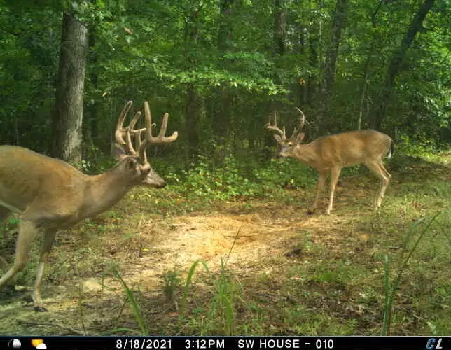 0 Sulphur Creek Road, Big Sandy, TN 38221 - #1