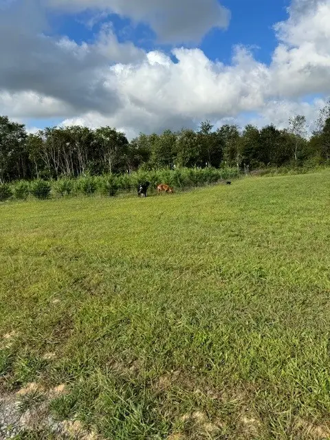 127 Rushing Springs Rd, Monterey, TN 38574 - #2