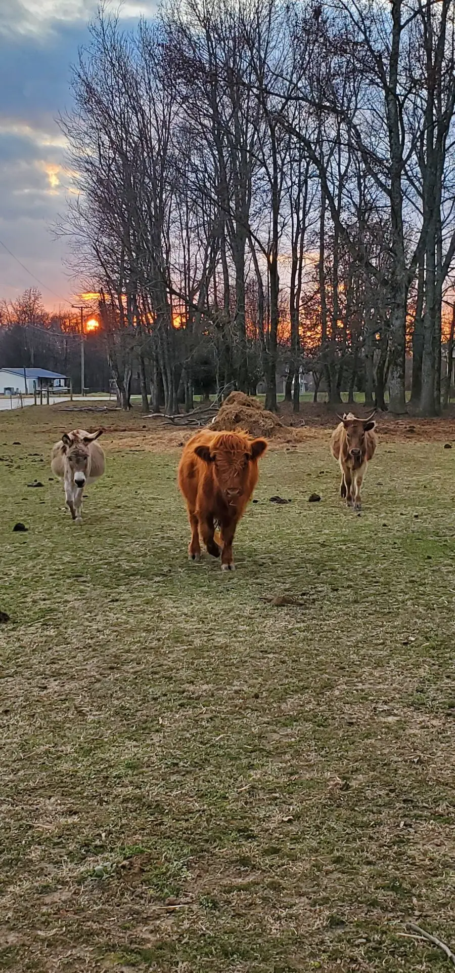 135 Campbellsville Pike, Ethridge, TN 38456 - #3