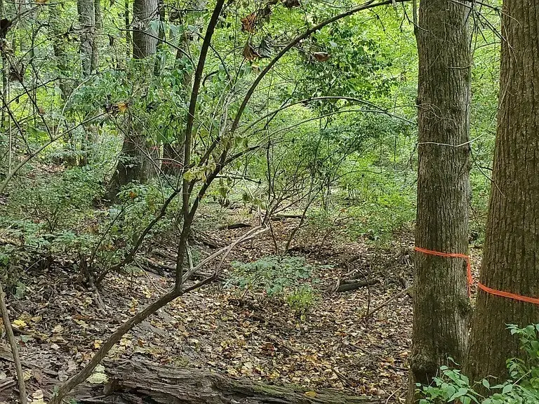 6621 Chatsworth Pl, Nashville, TN 37205 - #3