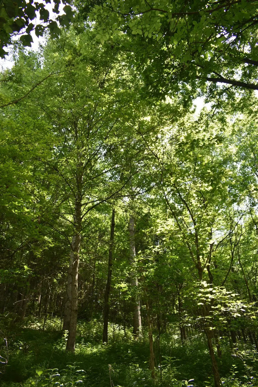 0 Nascar Ln, Pleasant Shade, TN 37145 - #3