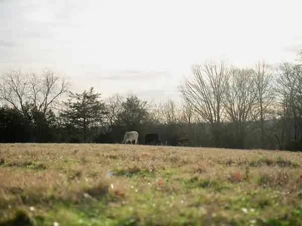 1462 Old Highway 99, Columbia, TN 38401