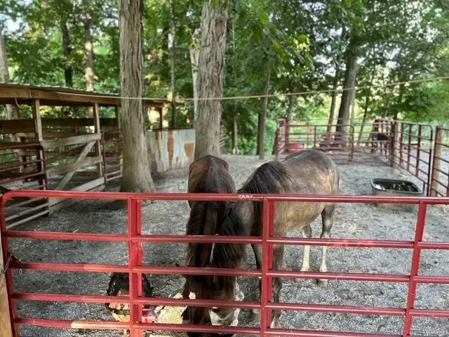 203 Terry Ln, Cornersville, TN 37047 - #3