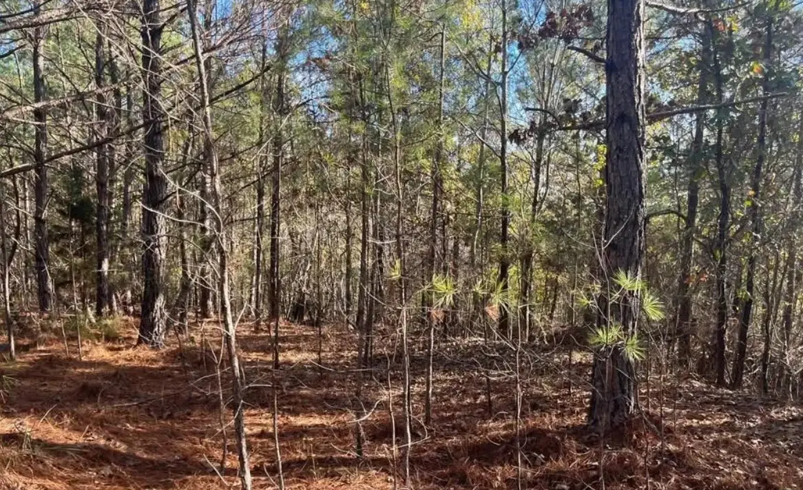 5030 Sand Mountain Rd, Enville, TN 38332 - #1