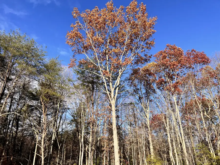 72 Lady Slipper Lane, Monteagle, TN 37356 - #3